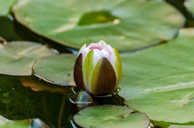 Fiore di Loto