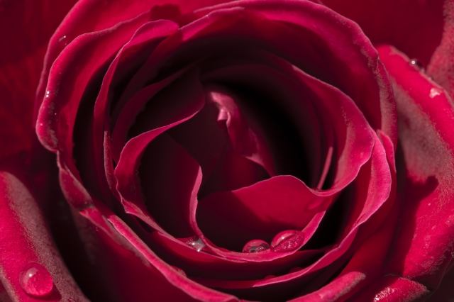 Dentro una rosa · silversmile2004