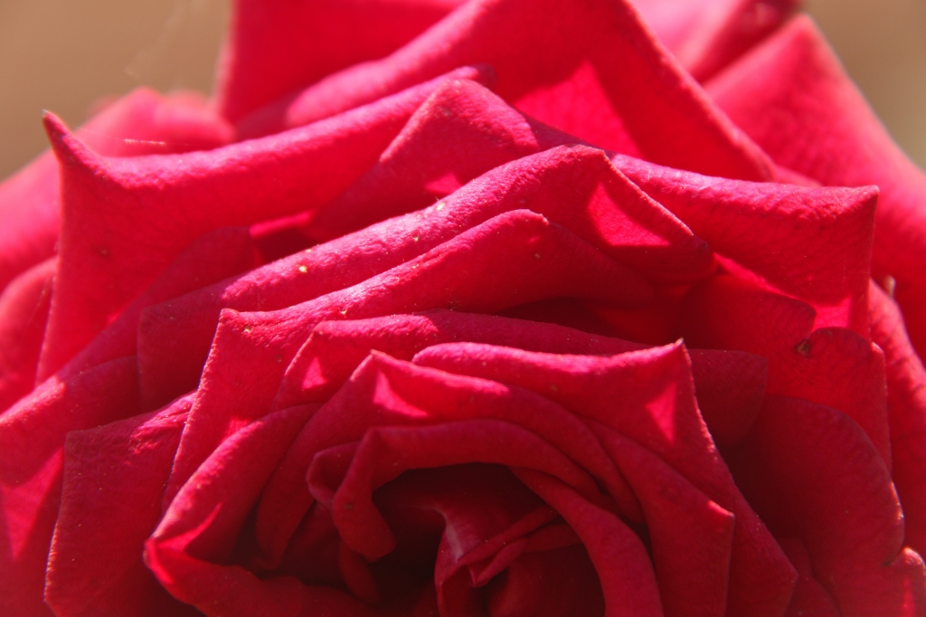Red Rose