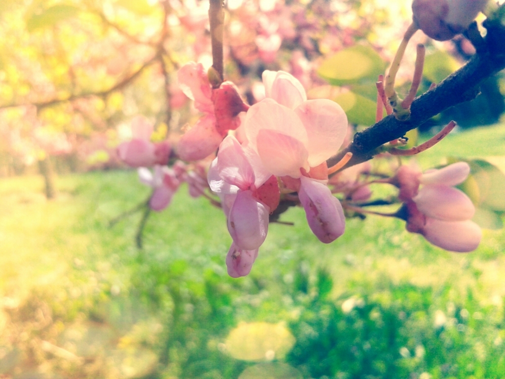 PRIMAVERA