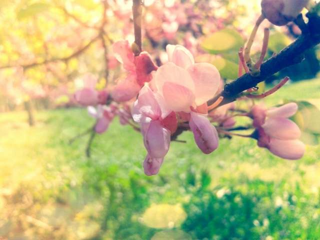 PRIMAVERA · vivianeditor