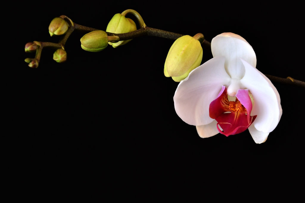 L'orchidea