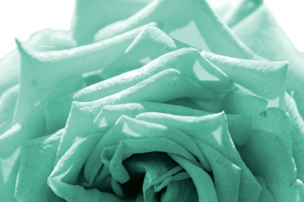 Pastel Rose