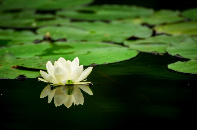 La ninfea e l'acqua