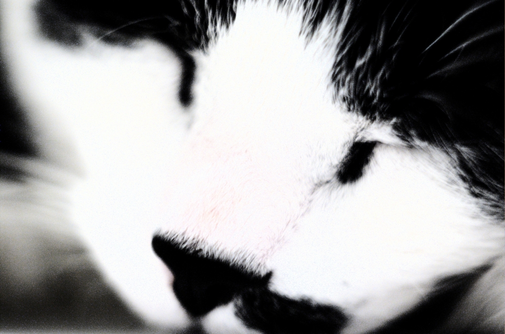 Gatto