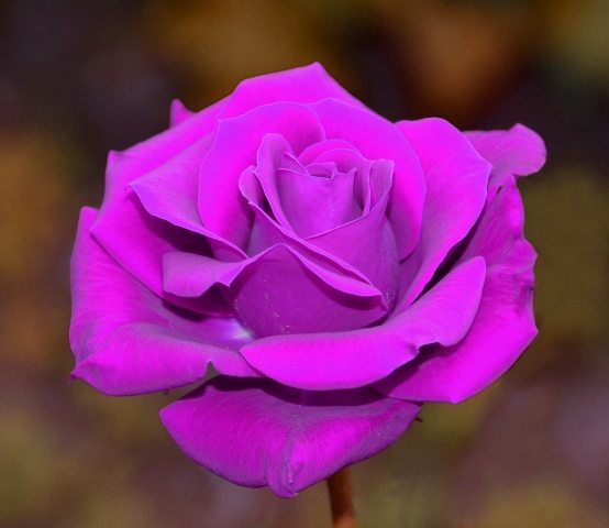 rosa violacea