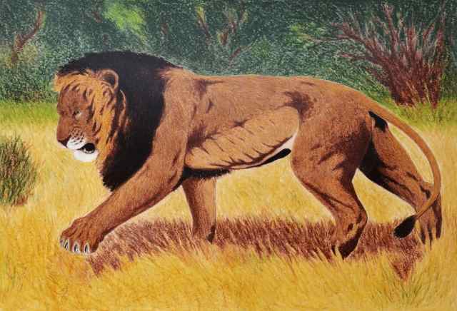 leone nella savana