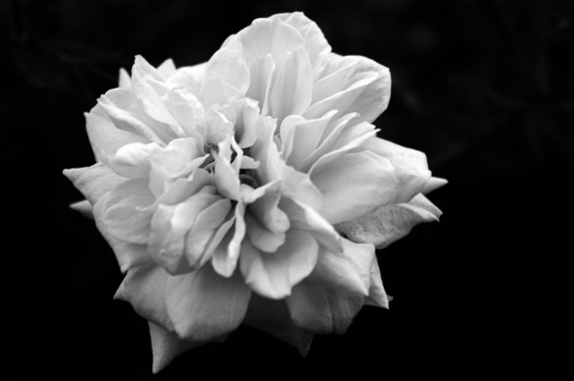 Rosa bianca