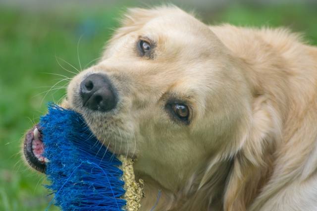 Cucciolone di Golden Retriever gioca in giardino