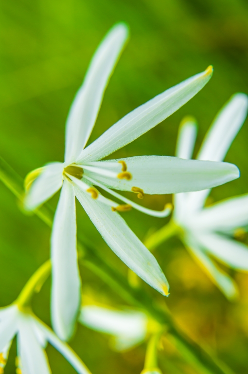 Anthericum liliago... a colori