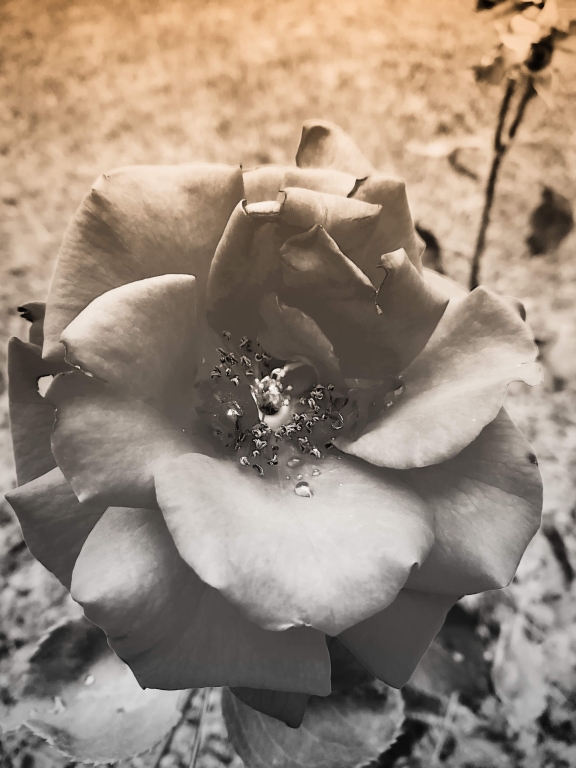 Vintage rose
