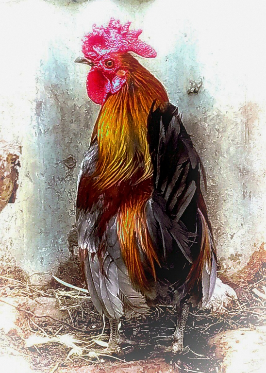 Gallo vanitoso