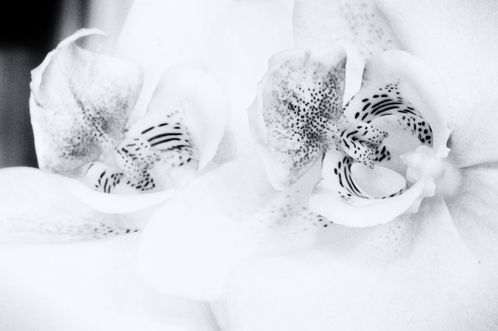 L'orchidea
