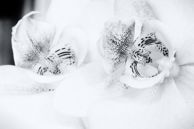 L'orchidea
