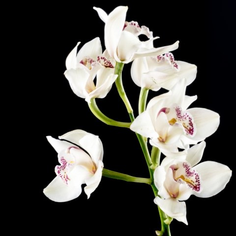 flowers indoor