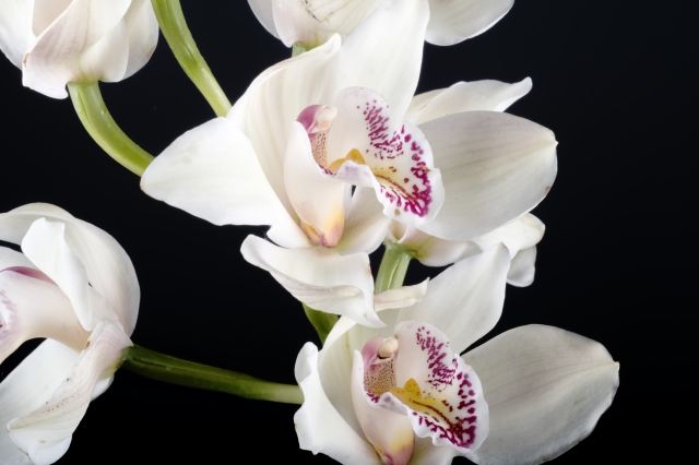 flowers indoor 3