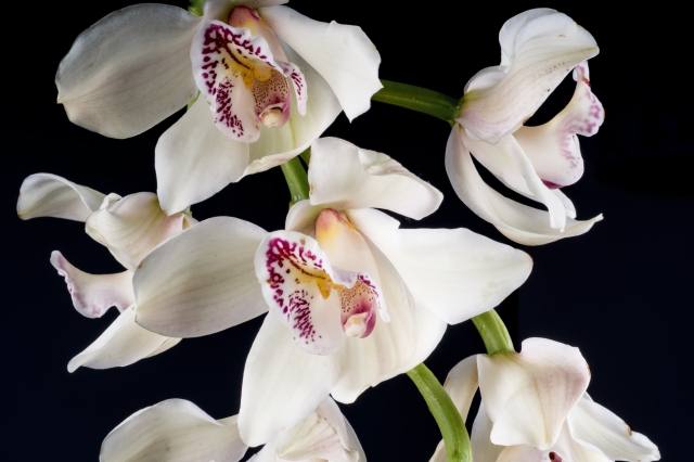 flowers indoor 4