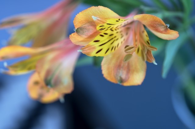 flowers indoor 7