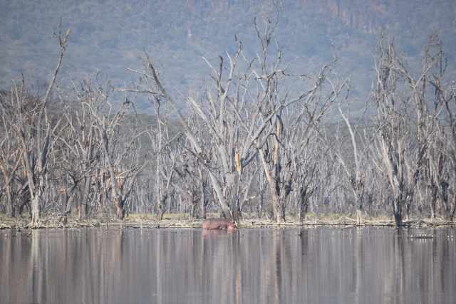 Ippopotamo rosa tra natura morta