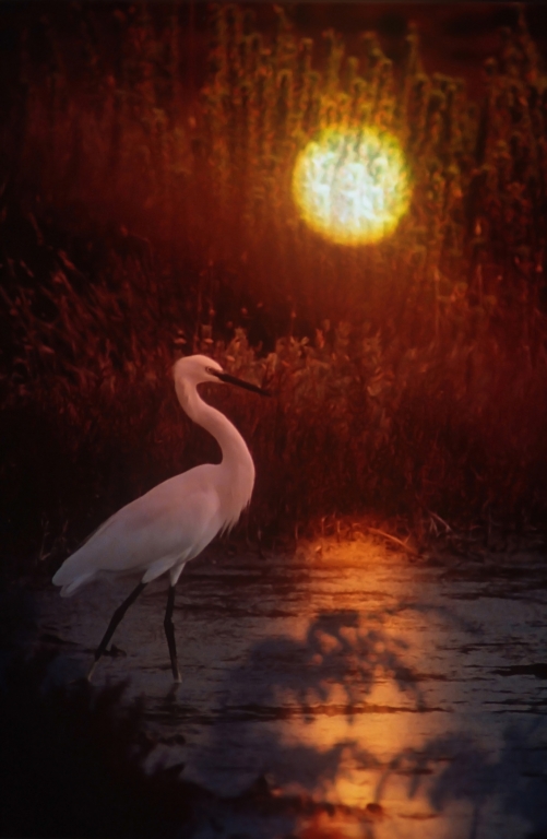 airone bianco al tramonto
