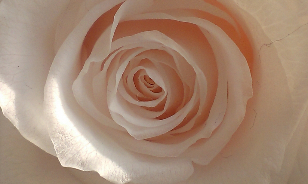 Rosa rosa
