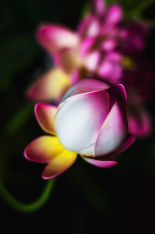Le sfumature di un fiore