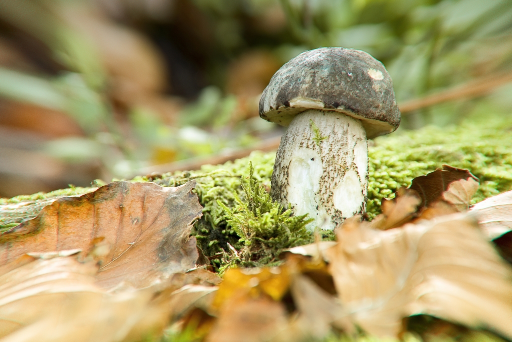 Boletus
