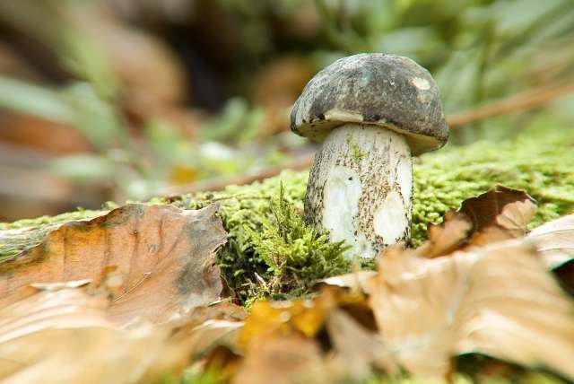 Boletus