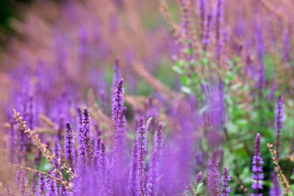 prato in fiore