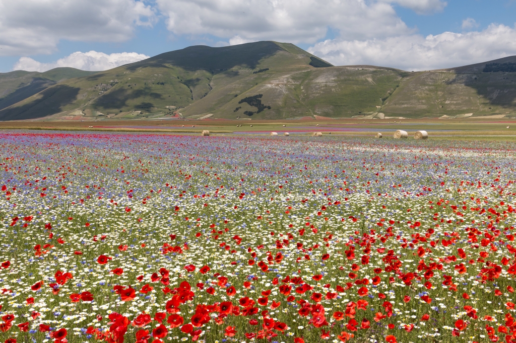 La fioritura di Castelluccio
