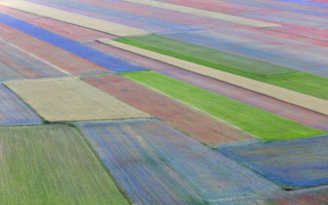 La fioritura di Castelluccio