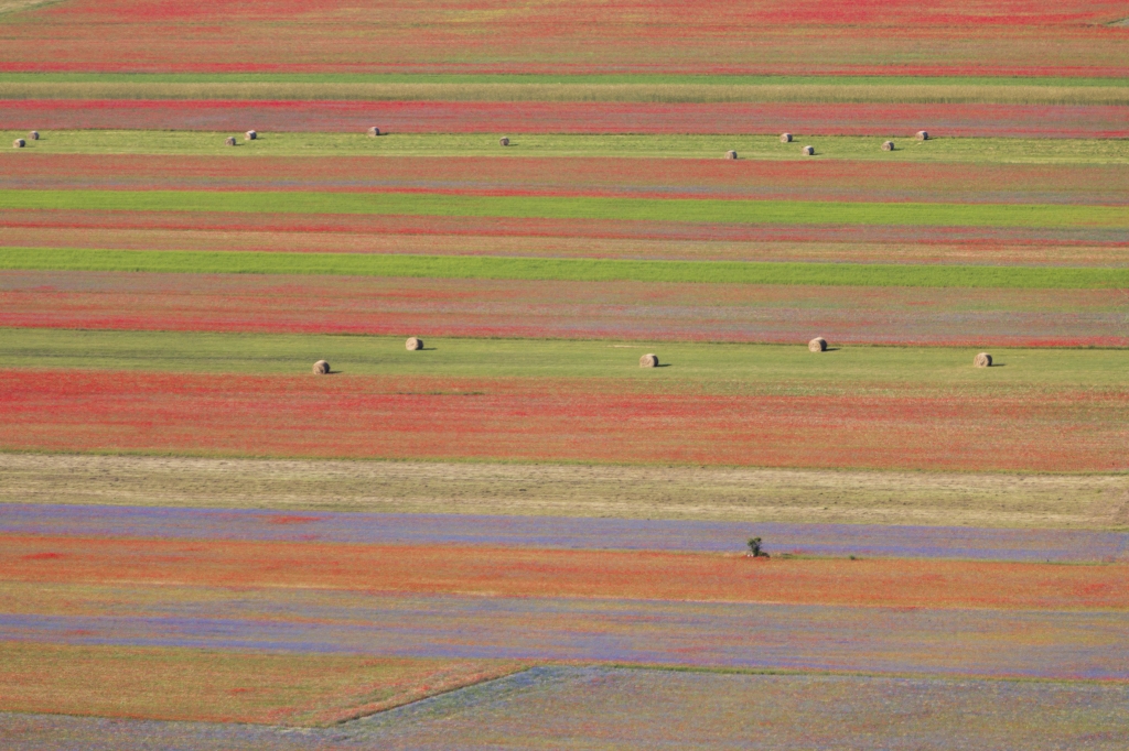 La fioritura di Castelluccio