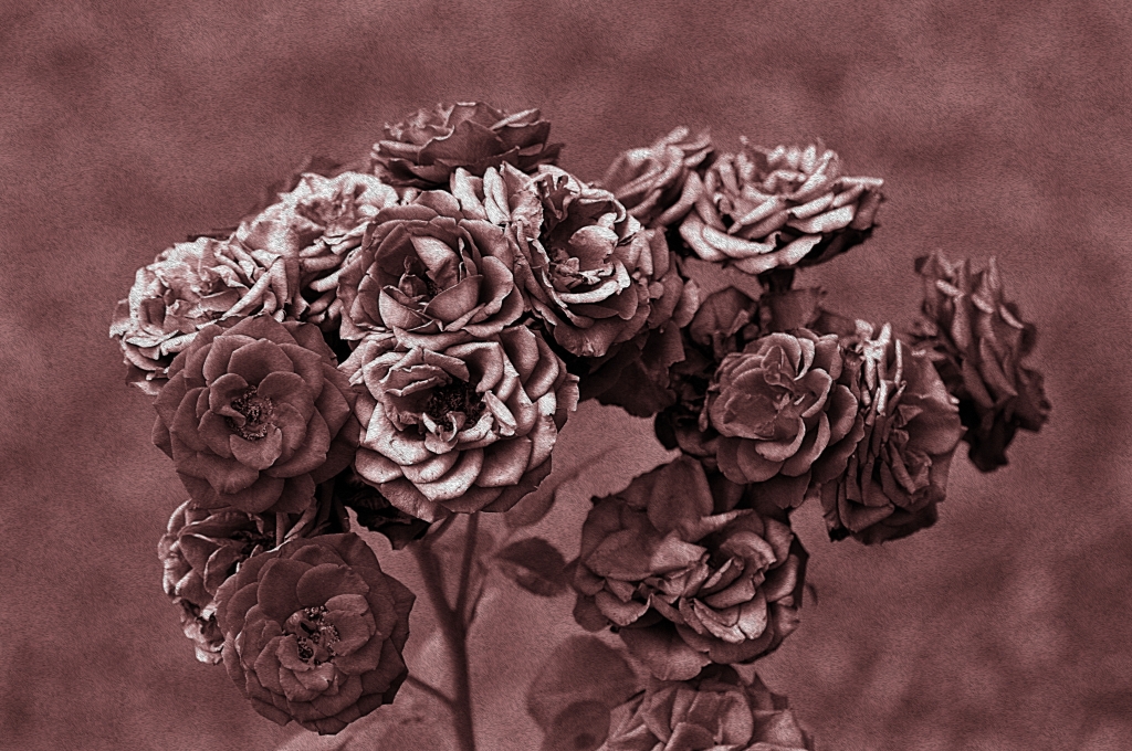 Rosa Antico parte uno