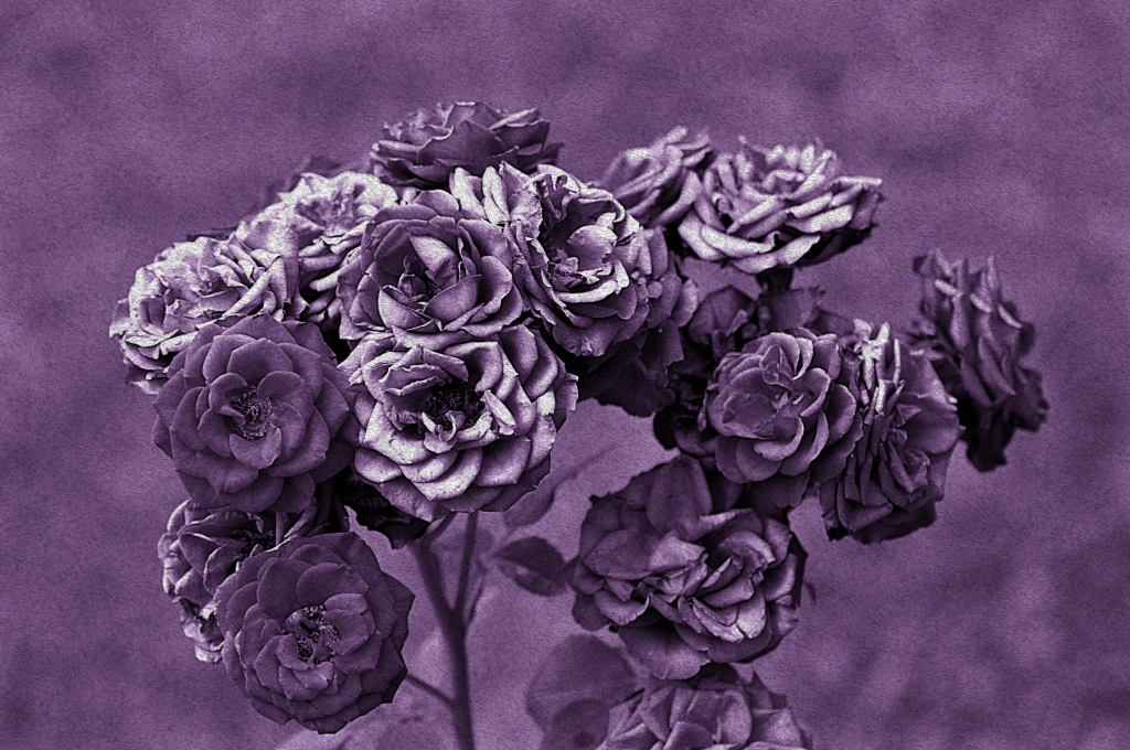 Rosa antico parte due