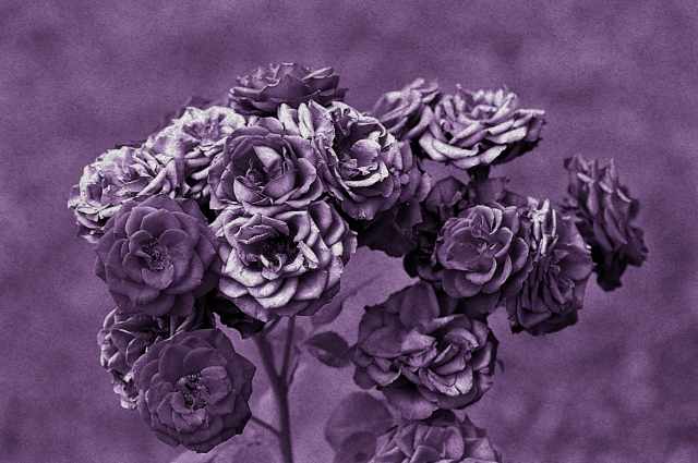 Rosa antico parte due