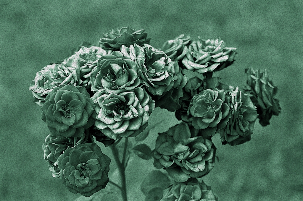 rosa antico parte tre