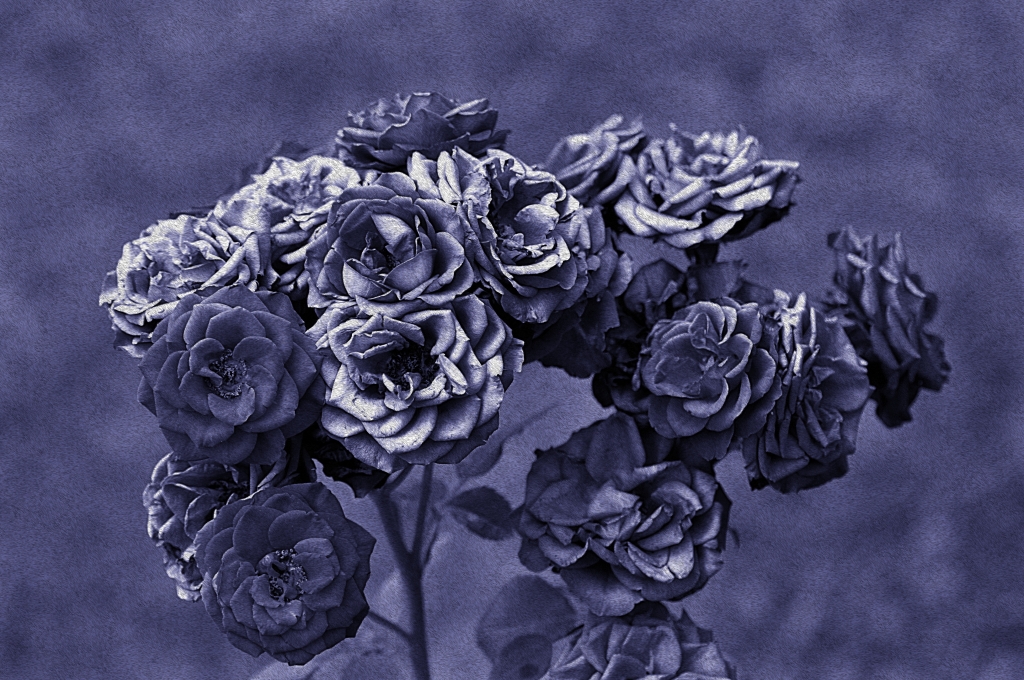 rosa antico parte quattro