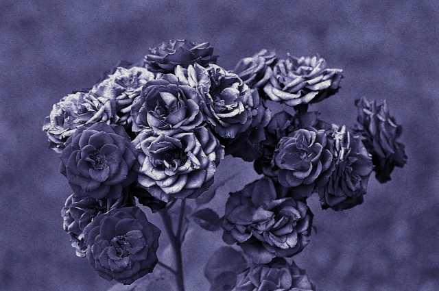 rosa antico parte quattro