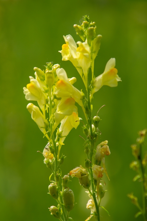 Fiore giallo in primo piano