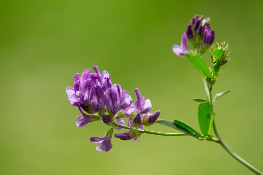 Fiore viola in primo piano su sfondo verde