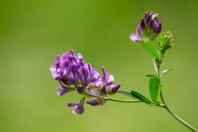 Fiore viola in primo piano su sfondo verde