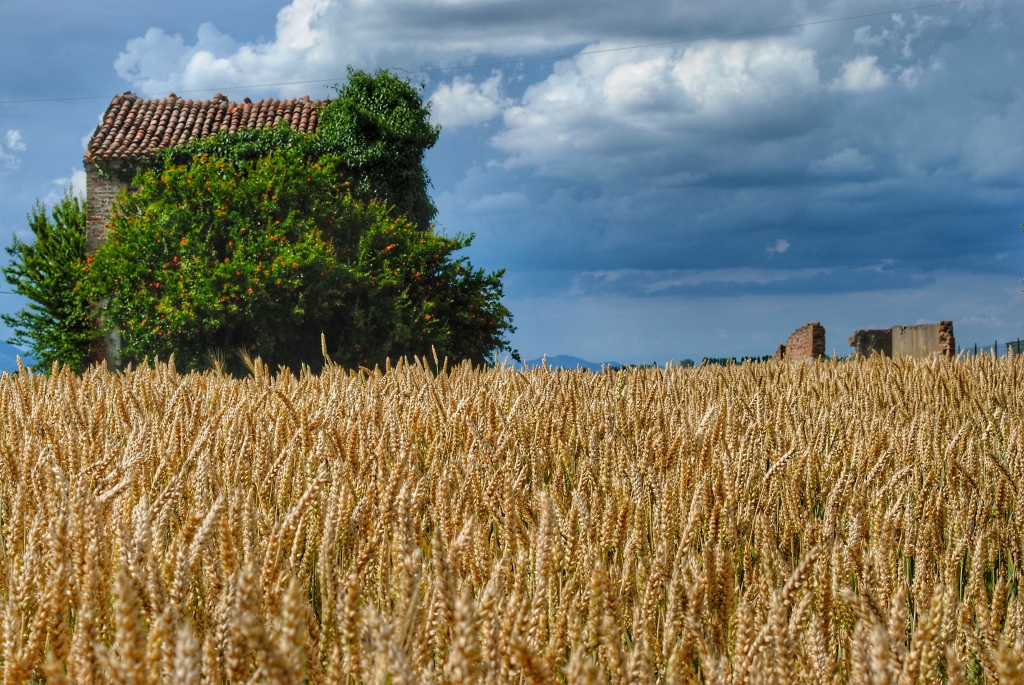 Mare di grano
