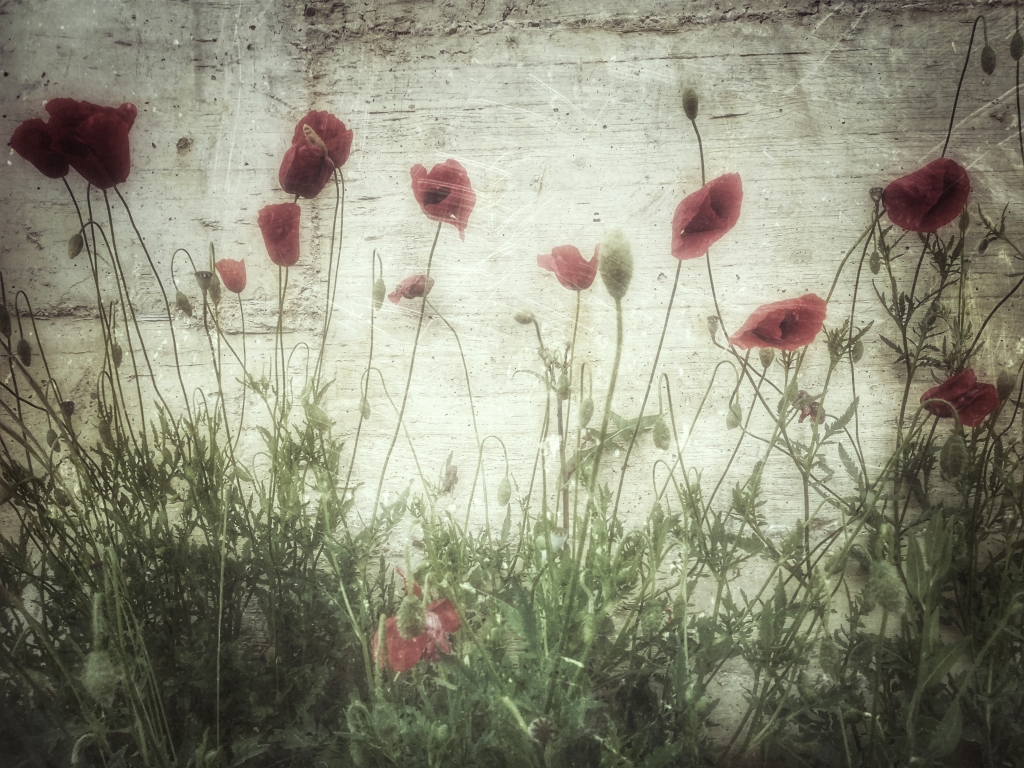 poppies