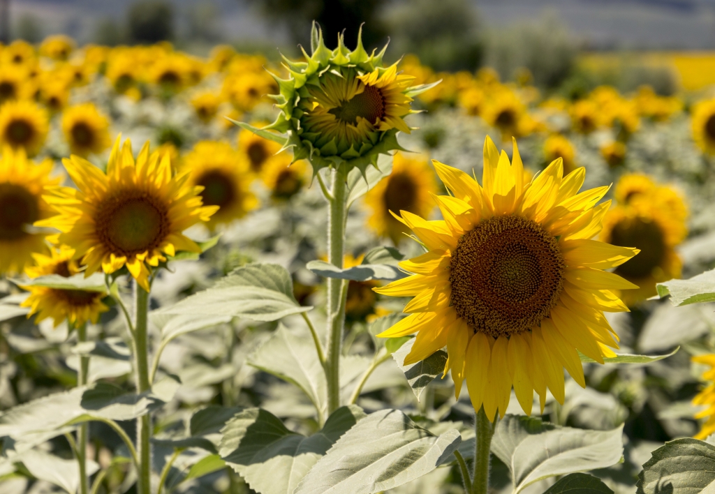 Girasoli