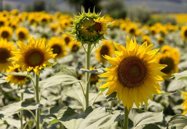 Girasoli