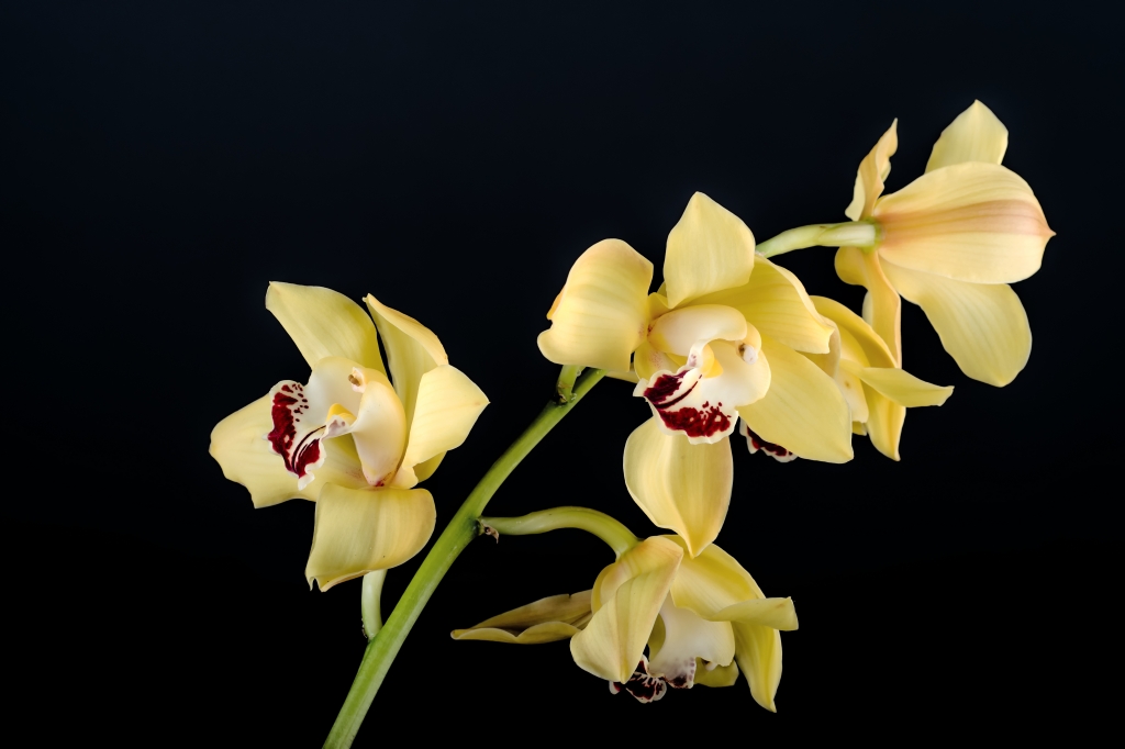 giallo orchidea