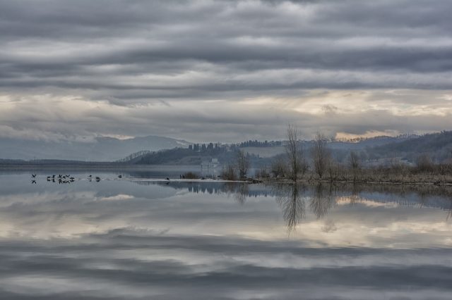 CORMORANI IN VOLO SUL LAGO