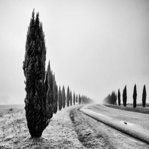 UN VIALE CON CIPRESSI