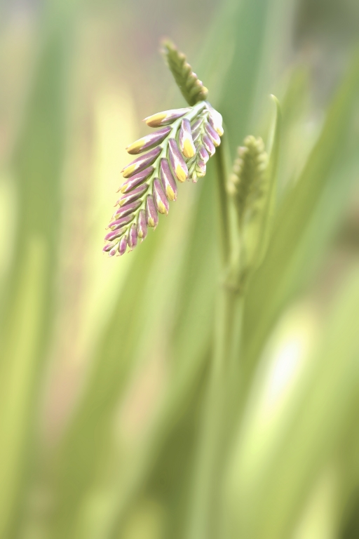 Fioritura
