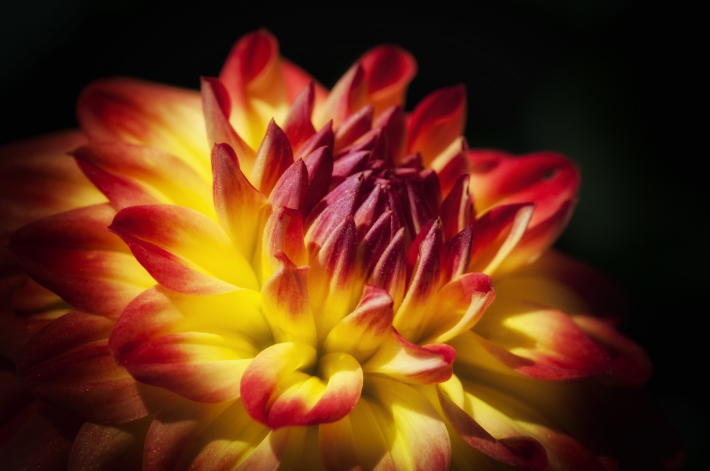 dalia
